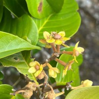Stemonoporus gardneri Thwaites